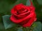 Passionate Blooms: Captivating Red Rose Pictures for Sale