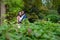 A passionate couple kissing under trees between green shrubs