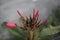 Passionate Petals: The Enchanting Red Frangipani