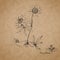 Passionflower, botanical illustration