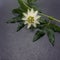 Passionflower close-up. Against the background of a black stone slab, in the upper corner there is a liana