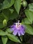 Passionflower and Fruit