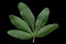 Passionflower leaf closeup