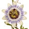 Passionflower with leaves and tendrils