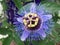 Passionflower passiflora blooming with single flower closeup