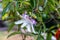Passionflower (Passiflora caerulea) flower
