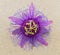 passionflower passiflora incarnata aka may pop or passion vine Isolated cutout on tan or beige background. Purple flower, bloom or