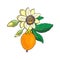 Passionflower passiflora,passion fruit on a white background.Isolated exotic flower,bud and leaf.