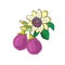 Passionflower passiflora,passion purple,violet fruit on a white