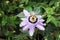 Passionflower is a tropical flower with royal requests