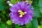 Passionflower ultra violet bloom in green leaves summer season
