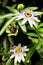 Passionflowers in bloom Purple in Garden