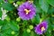 Passionflowers purple bloom in green bush summer season nature