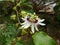 Passionfruit flowers beautiful flowers fruit flowers