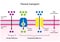 Passive Transport. Simple diffusion and Facilitated Diffusion through a specific or non specific transporter.