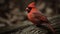 Passport Photo Of Cardinal Taken With 50mm Lens