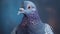 Passport Photo Of Pigeon: Capturing The Beauty Of Birds