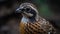 Passport Photo Of Quail: Capturing The Perfect Shot With A 50mm Lens