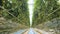 Passway through a greenhouse full of growing tomatoes