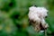 Past blossom thorny thistle flower with fly on top of it. closeup with blurred background. Copy space for your text