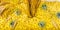 Pasta ear of corn web site background header texture