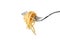 Pasta fork isolated