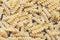 Pasta raw macaroni on wooden background, close up raw macaroni spiral pasta uncooked delicious fusilli pasta for cooking food