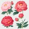 Pastal flowers, peonies rose, echeveria succulent, white hydrangea, ranunculus, anemone, eucalyptus, juniper vector design wedding