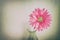 Pastel artificial flower with grunge and vintage tone