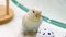 A pastel blue Fischer`s Lovebird standing next to a plastic toy ball.