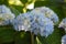 Pastel Blue Hydrangea Bush Flowering and Blooming in the Summer