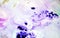 Pastel blue purple pink colorful mix painting spots background, paint and water