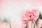 Pastel color daisy or gerbera flower at pink background, front view