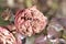 Pastel color image of a fading old rose blossom on natural blurred background