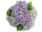 Pastel colored group of photographed fresh Hydrangea flowers on white background.