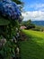 Pastel Colored Hydrangea in mountainside of Banos Ecuador