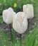 Pastel double tulips. White tulips closeup