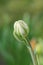 Pastel double tulips. White tulips closeup