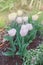 Pastel double tulips. White tulips closeup