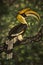 Pastel drawing - Great Indian Hornbill