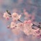 Pastel Filtered Cherry Blossom