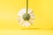 Pastel flower with a green stem turned upside down and its shade. Yellow background