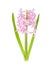 Pastel garden hyacinths on white background. Photo