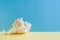 Pastel minimalism. One graceful seashell is lying on yellow surface on blue background.