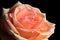 Pastel Peach Rose