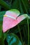 Pastel Pink Anthurium Lily