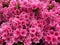 Pastel Pink Azalea Blossoms During Spring