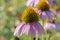 Pastel Pink Echinacea Coneflower Flowers