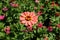 Pastel pink flower of zinnia elegans