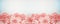 Pastel pink flowers banner or border on pale blue background, top view. Floral layout